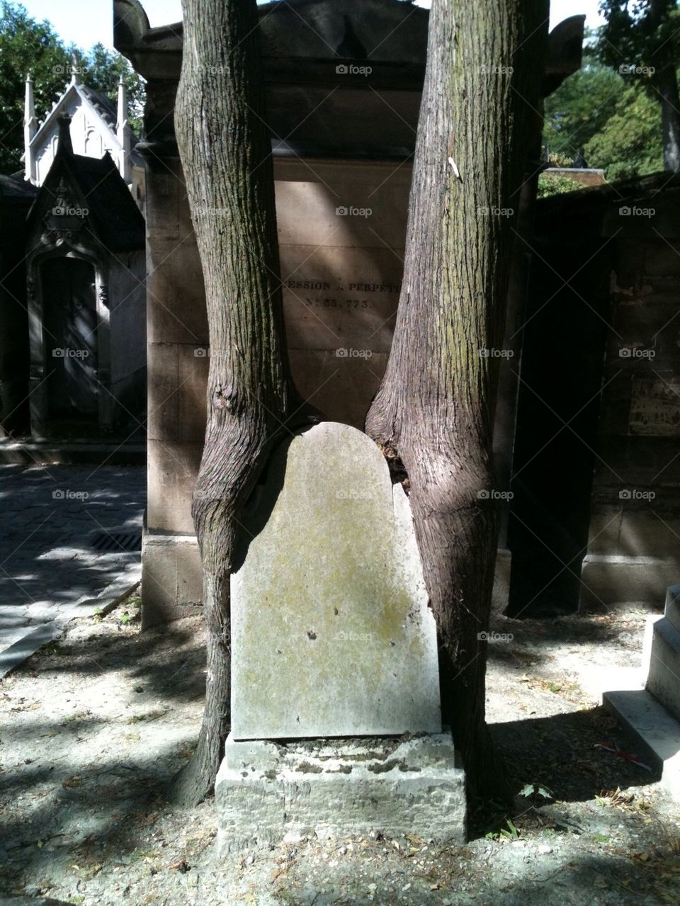 tree france graveyard power by lenacarlsson