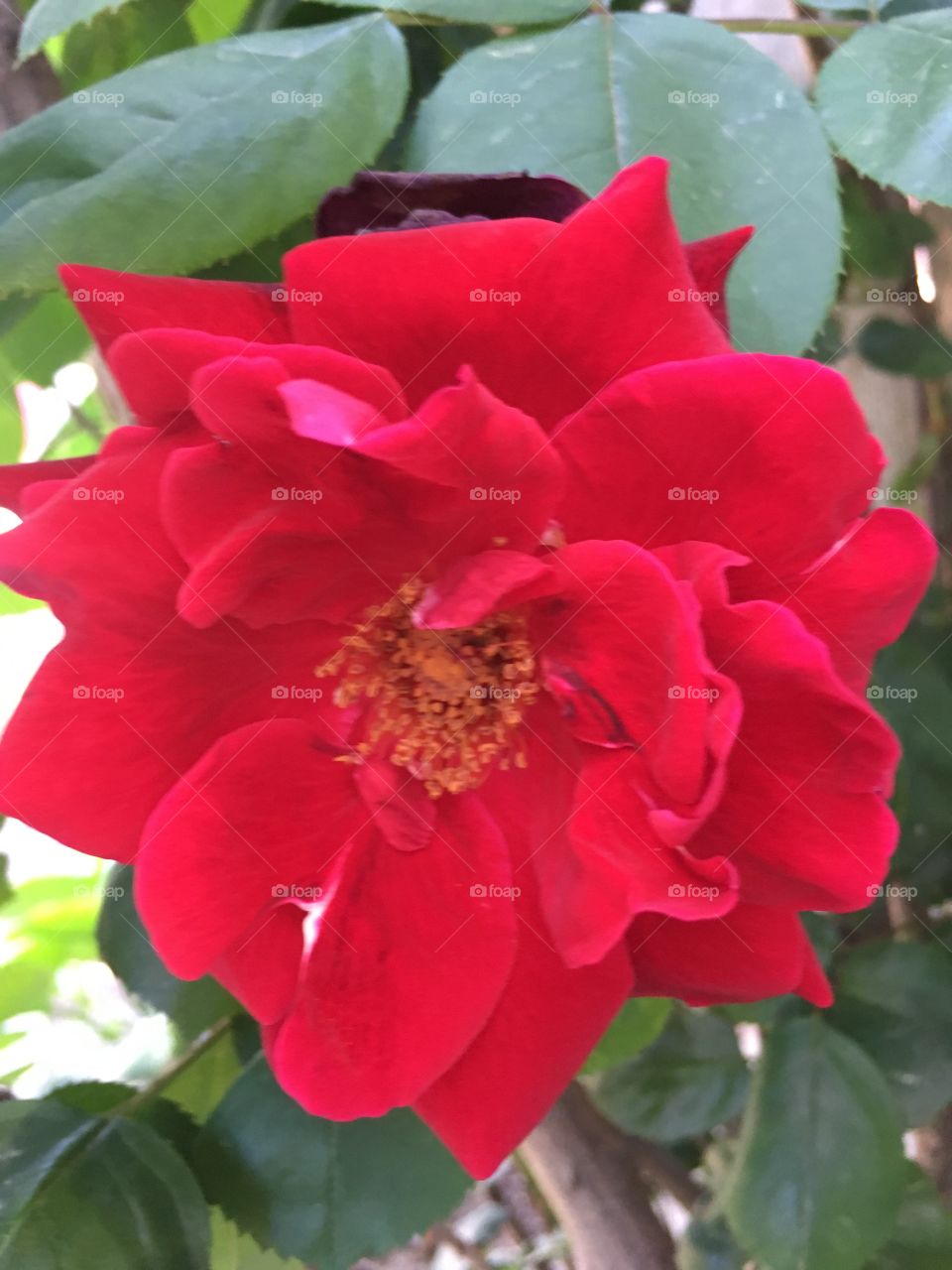 Ermosa flor roja 