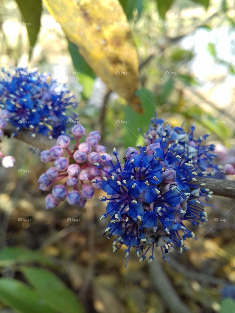 Close-up of purple flowers