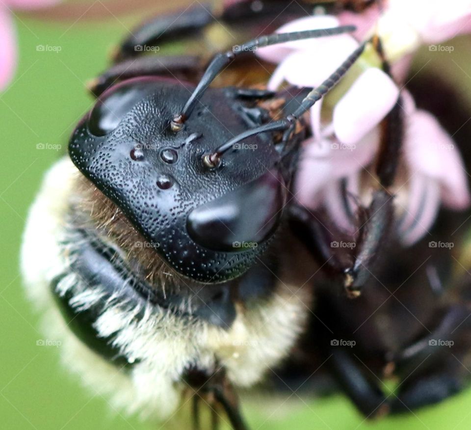 Carpenter bee macro