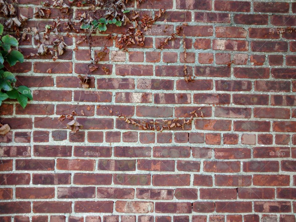 Ivy Draped Brick Wall