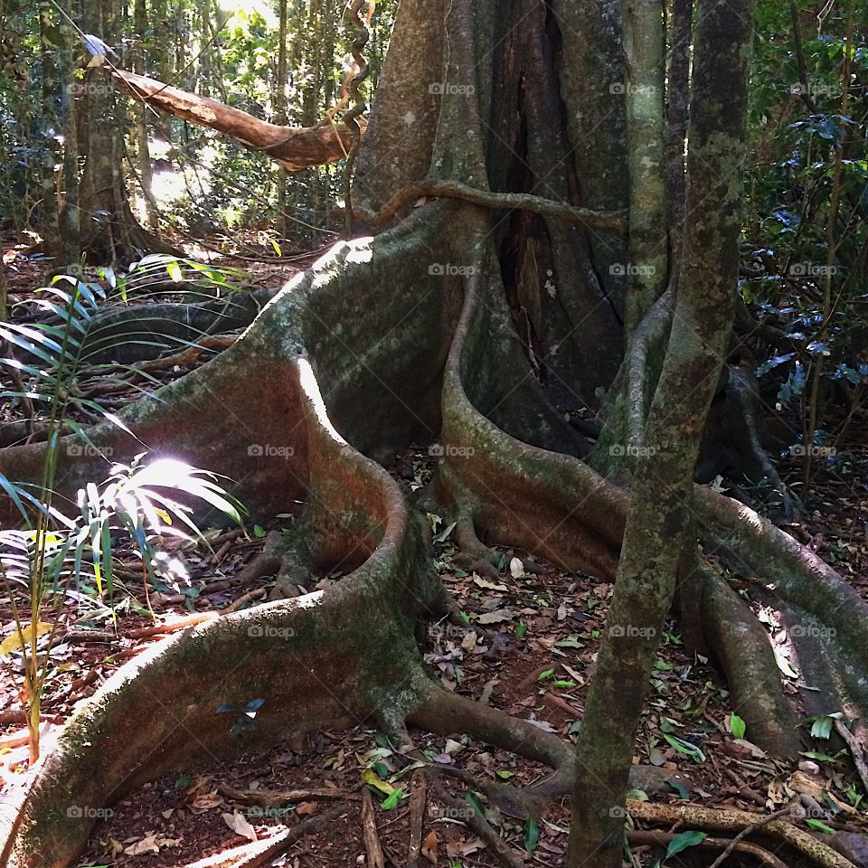 Thick twisted tree roots in rainforest 