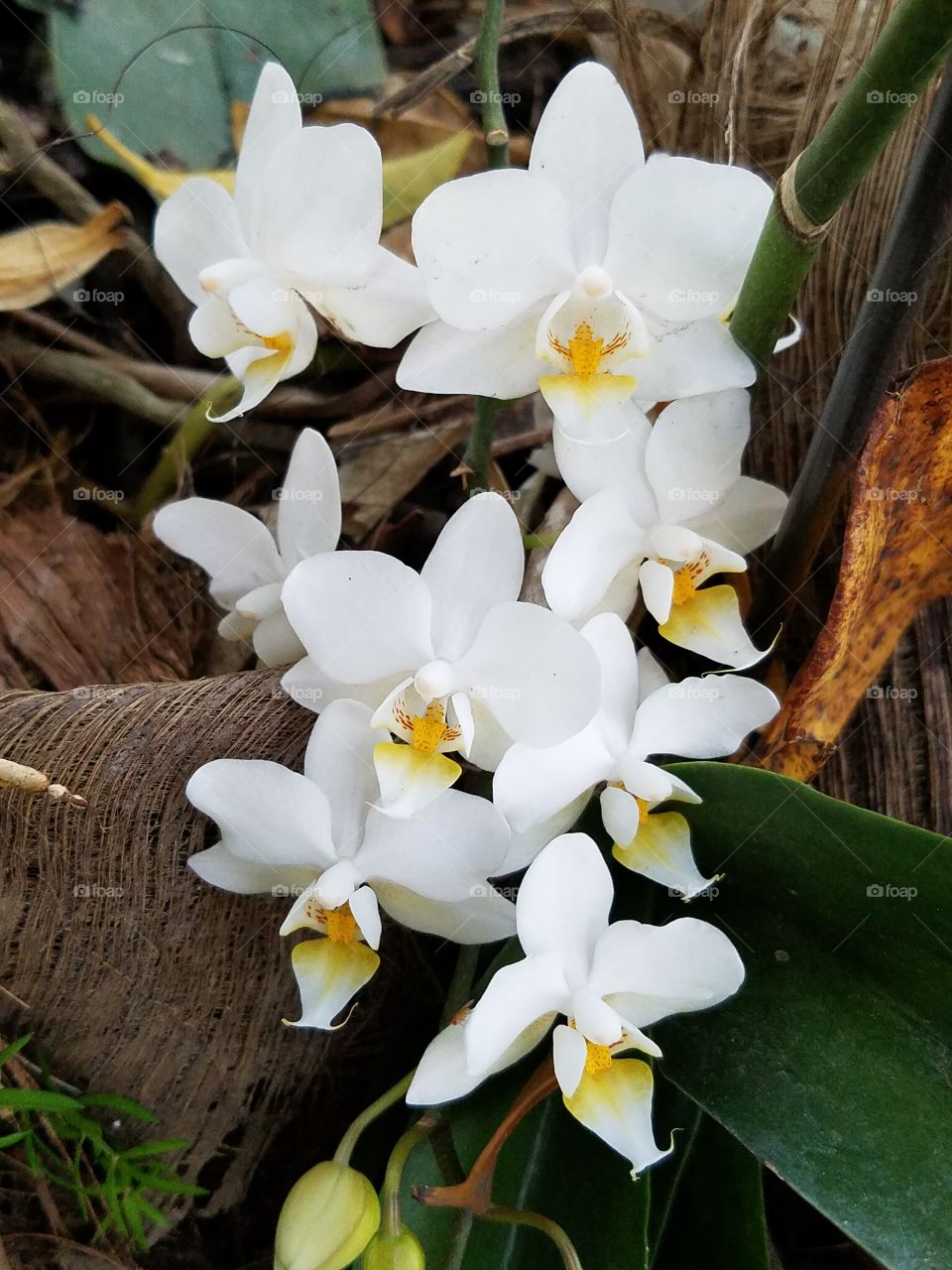 Dad's Orchids in the Garden 7