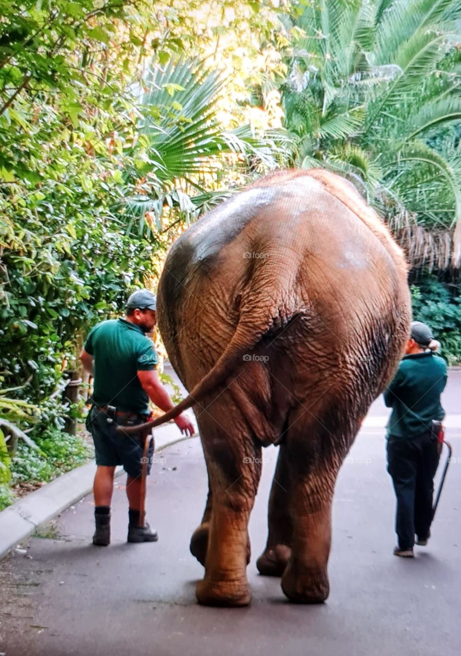 Afternoon stroll with the Elephant!
