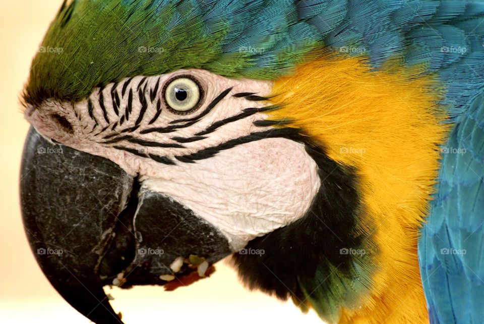 Did you know macaws blush? Now you do.