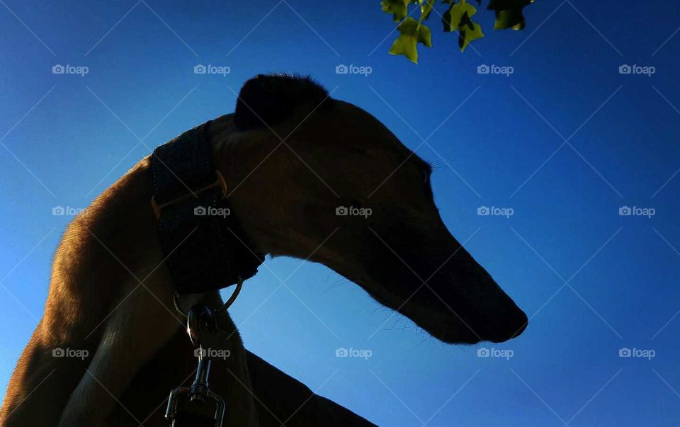 Greyhound Silhouette