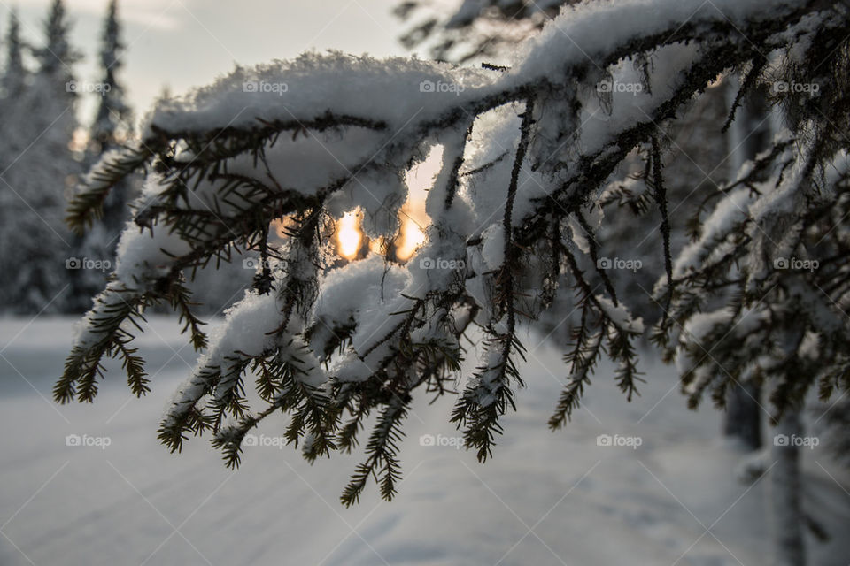 Winter in Lapland