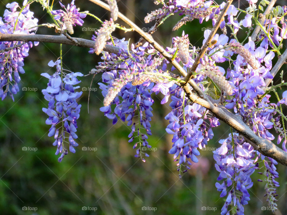 Wisteria