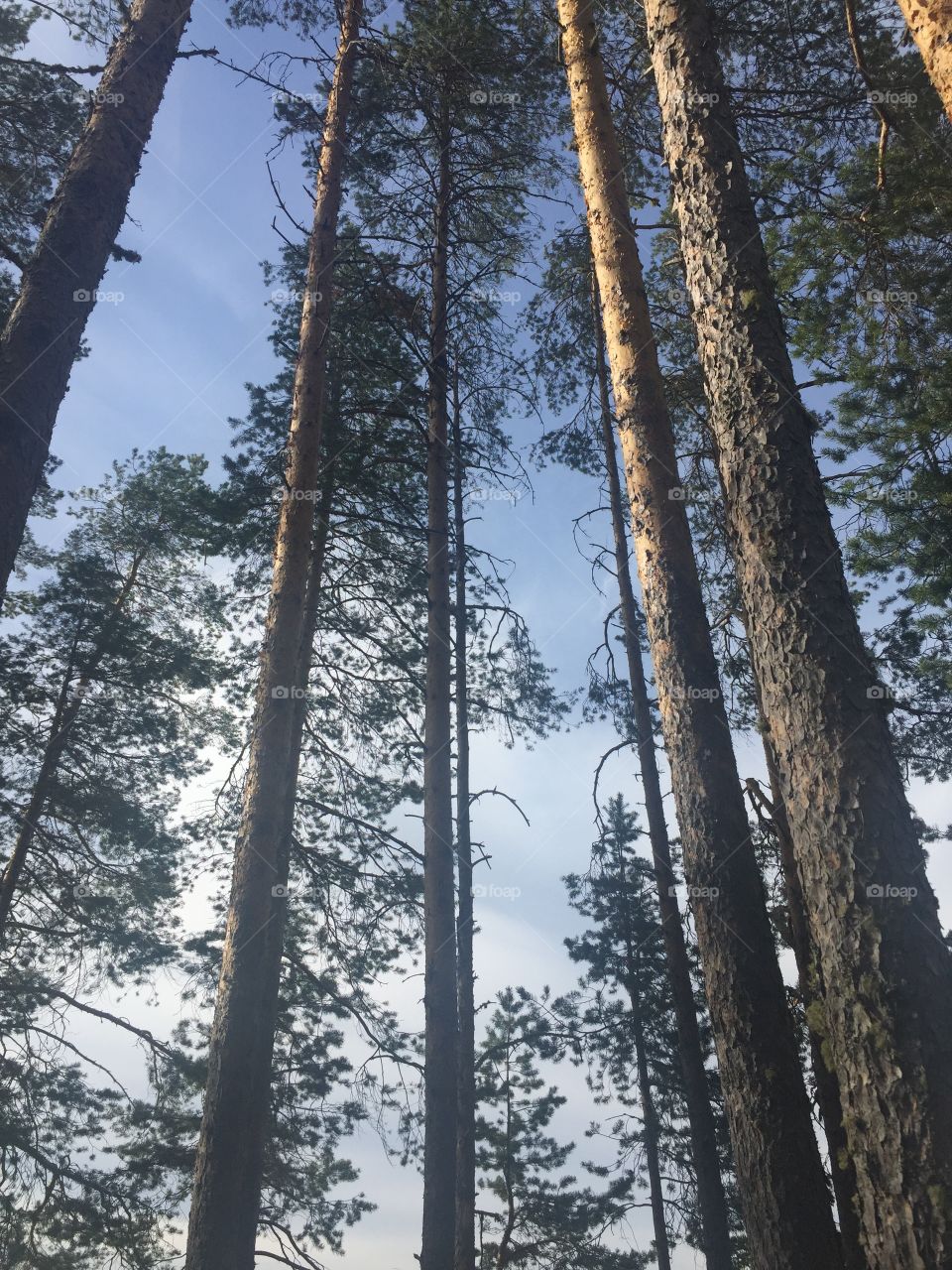 Tree, Wood, Nature, Pine, Conifer