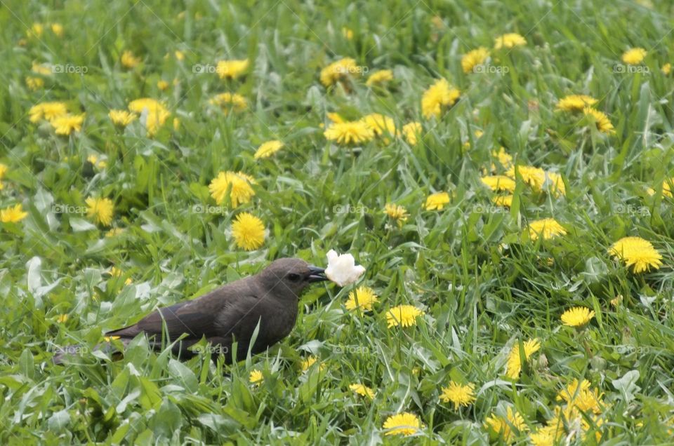 A bird finds bread in a grassy park
