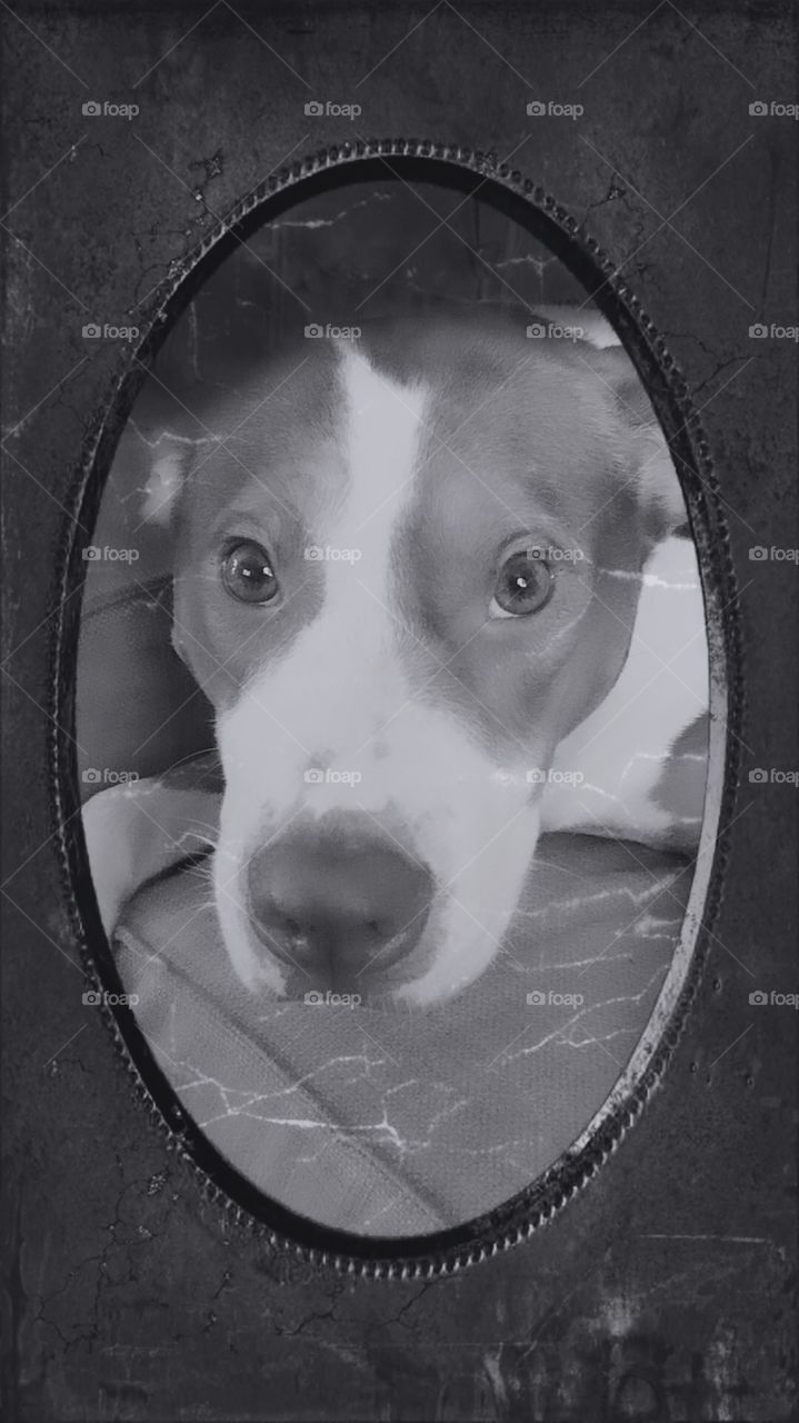 Portrait of a red nose pitbull 