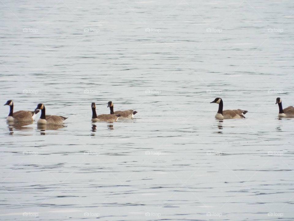 Geese