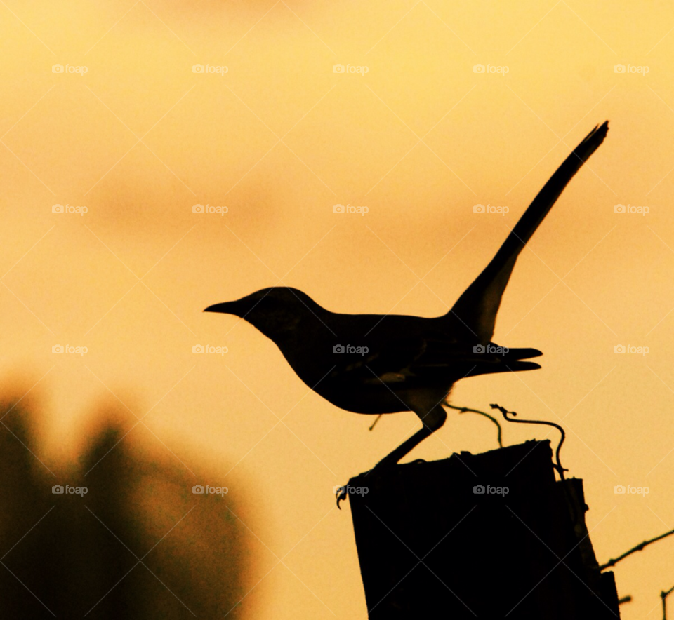 sunset bird mockingbird bird silhouette by lightanddrawing