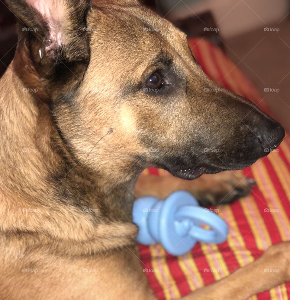 Bella the Belgian is all ready for bedtime.