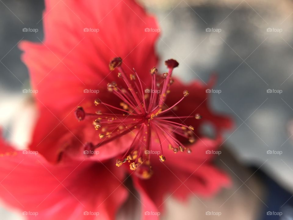 Pistil of a Hibiscus flower! Details are really good on this capture!