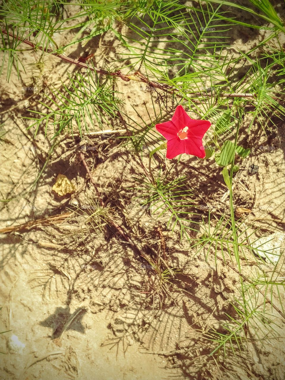 red flower by the sand