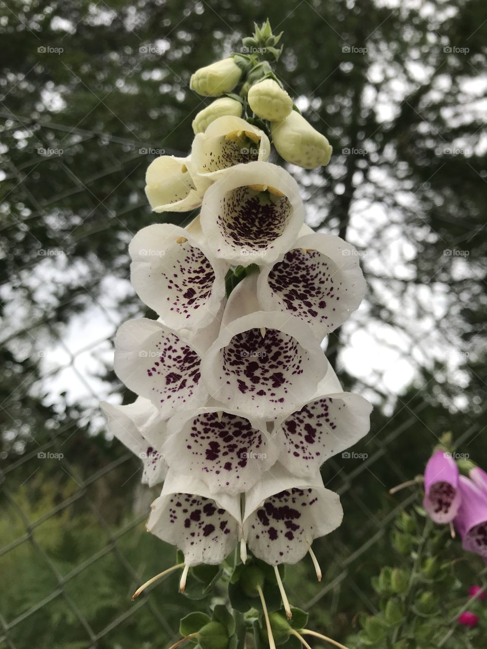 Foxglove perennials 