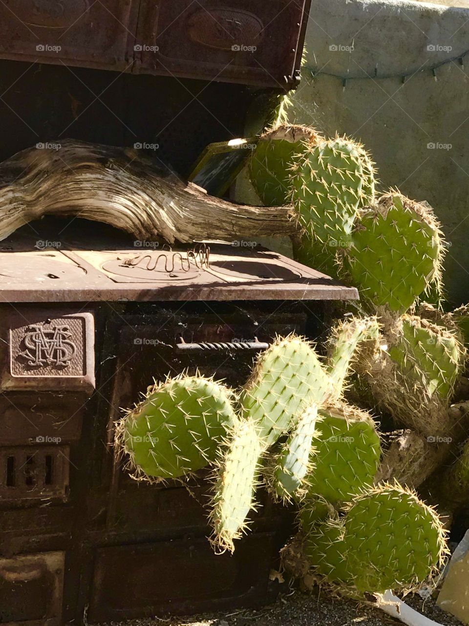 Cactus