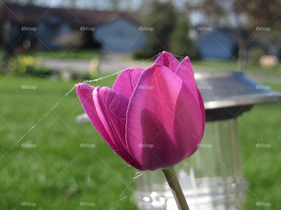 Tulip 