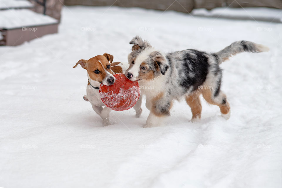 Dogs playing together