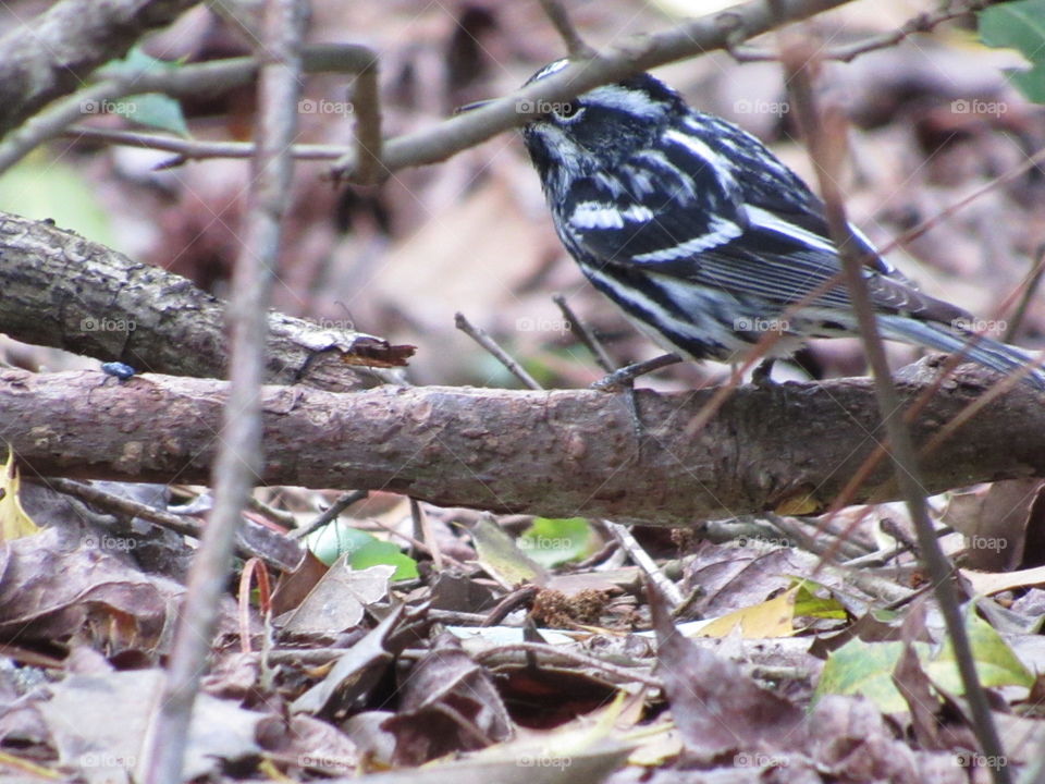 Black and white Warbler