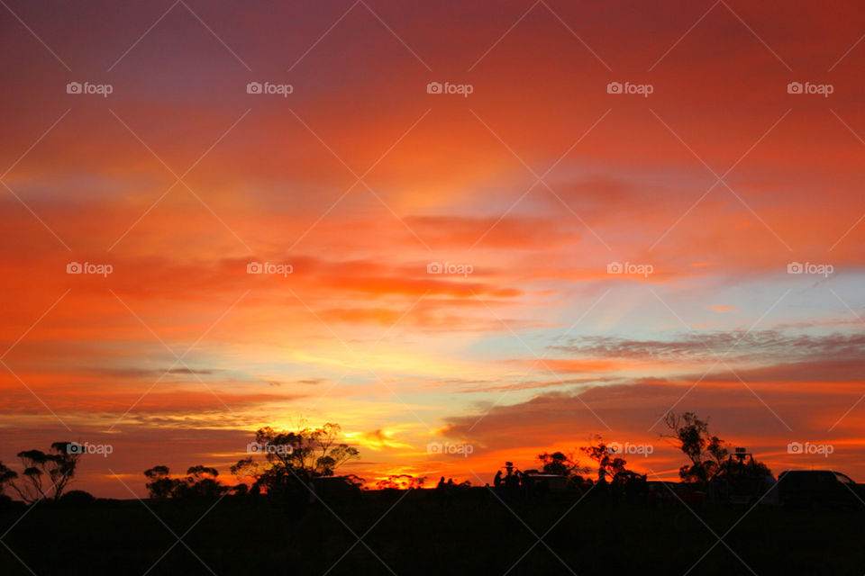 Silhouette of trees during sunset