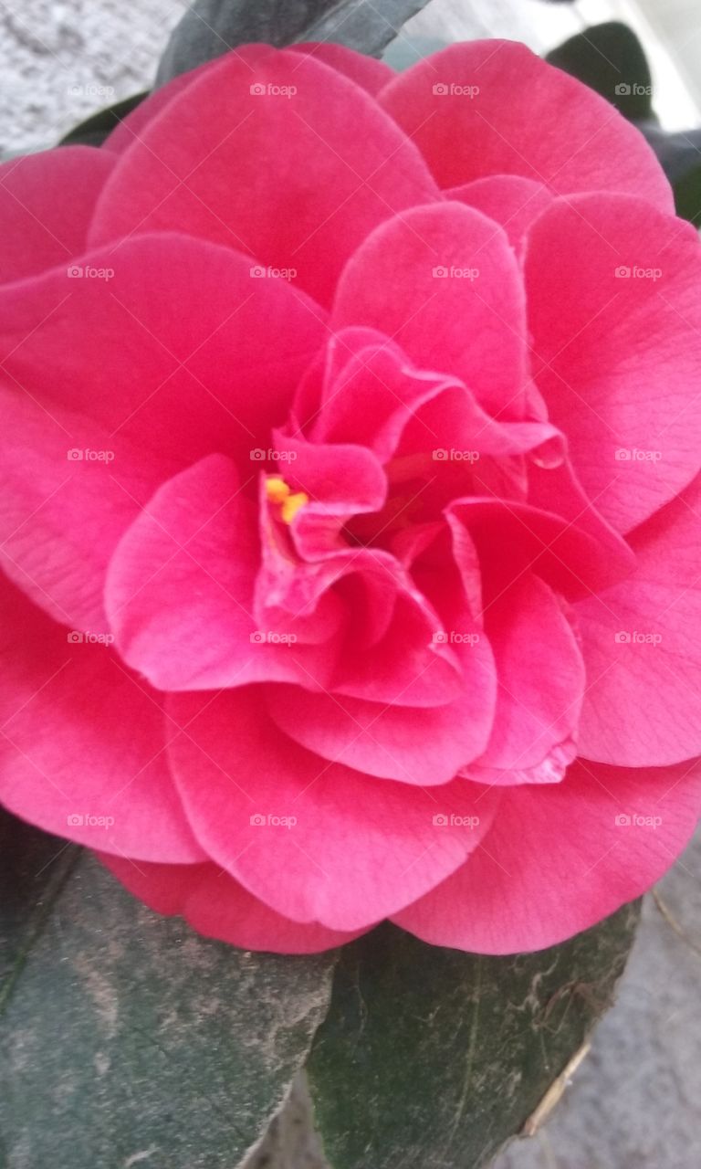 pink flower