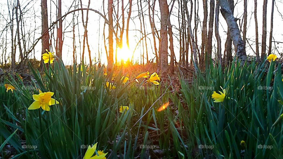 A scene of daffodils and a sunset.