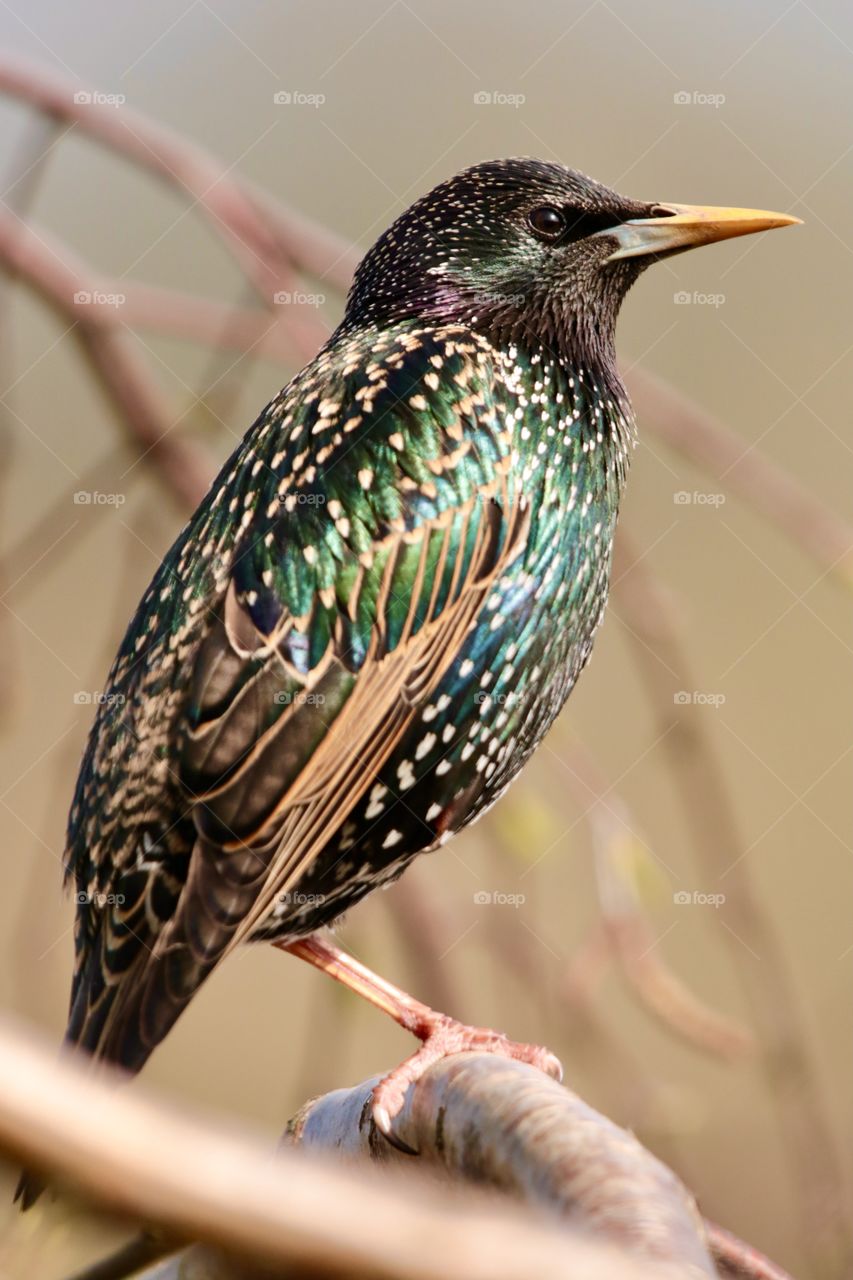 Starling