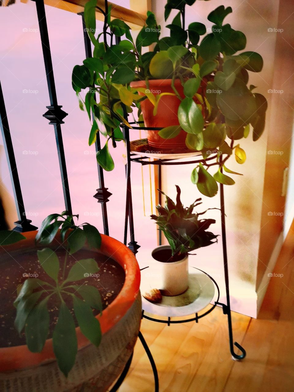 a mix of pottery and houseplants