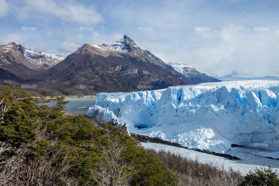 forest in front of glacier near andes mountains