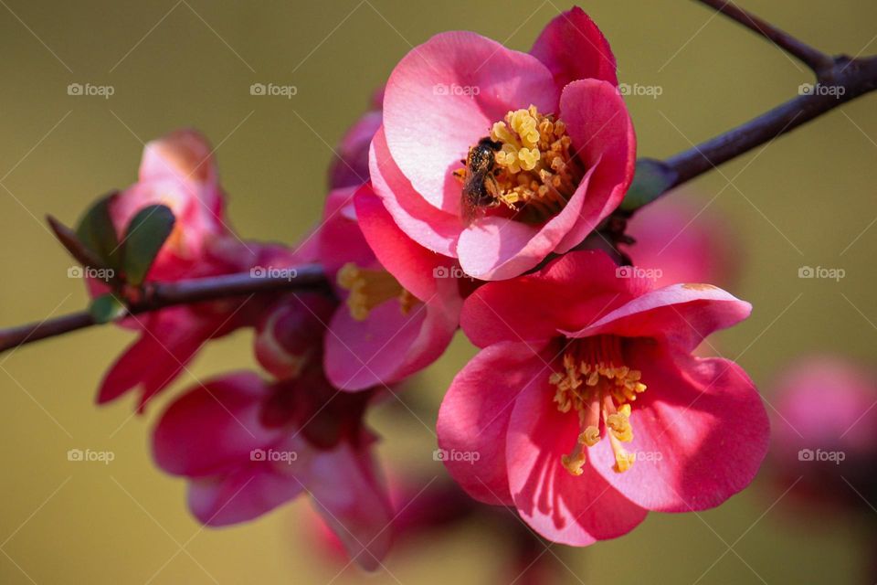 Red spring flowers