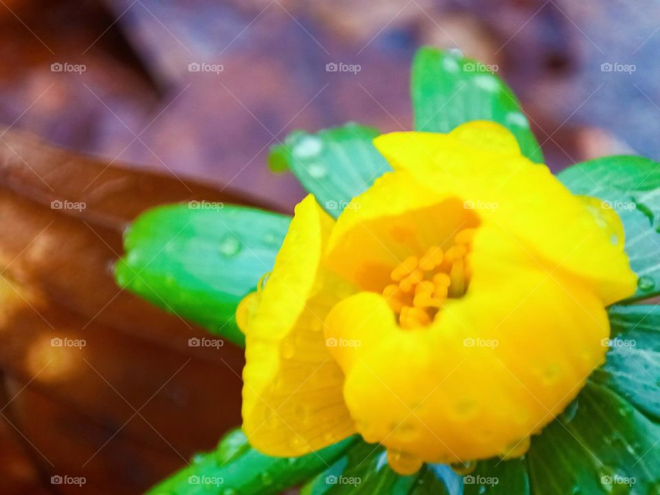 Close-up of the yellow blossom and green leaves in front of brown foliage