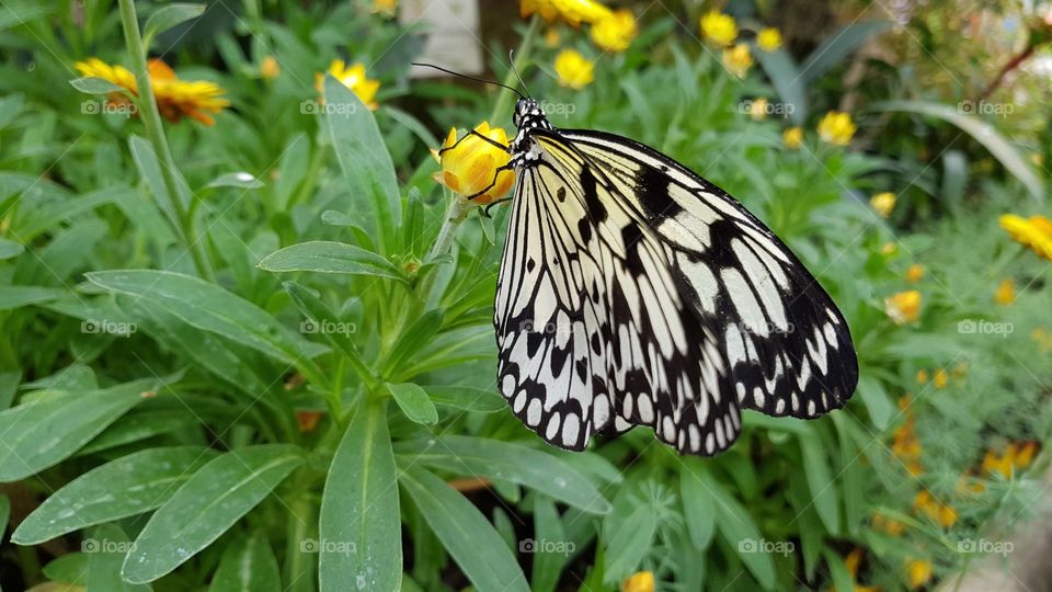 Awesome butterfly on a yellow flower
