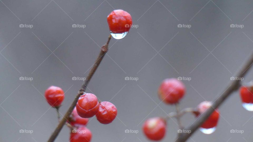 red berry water drop