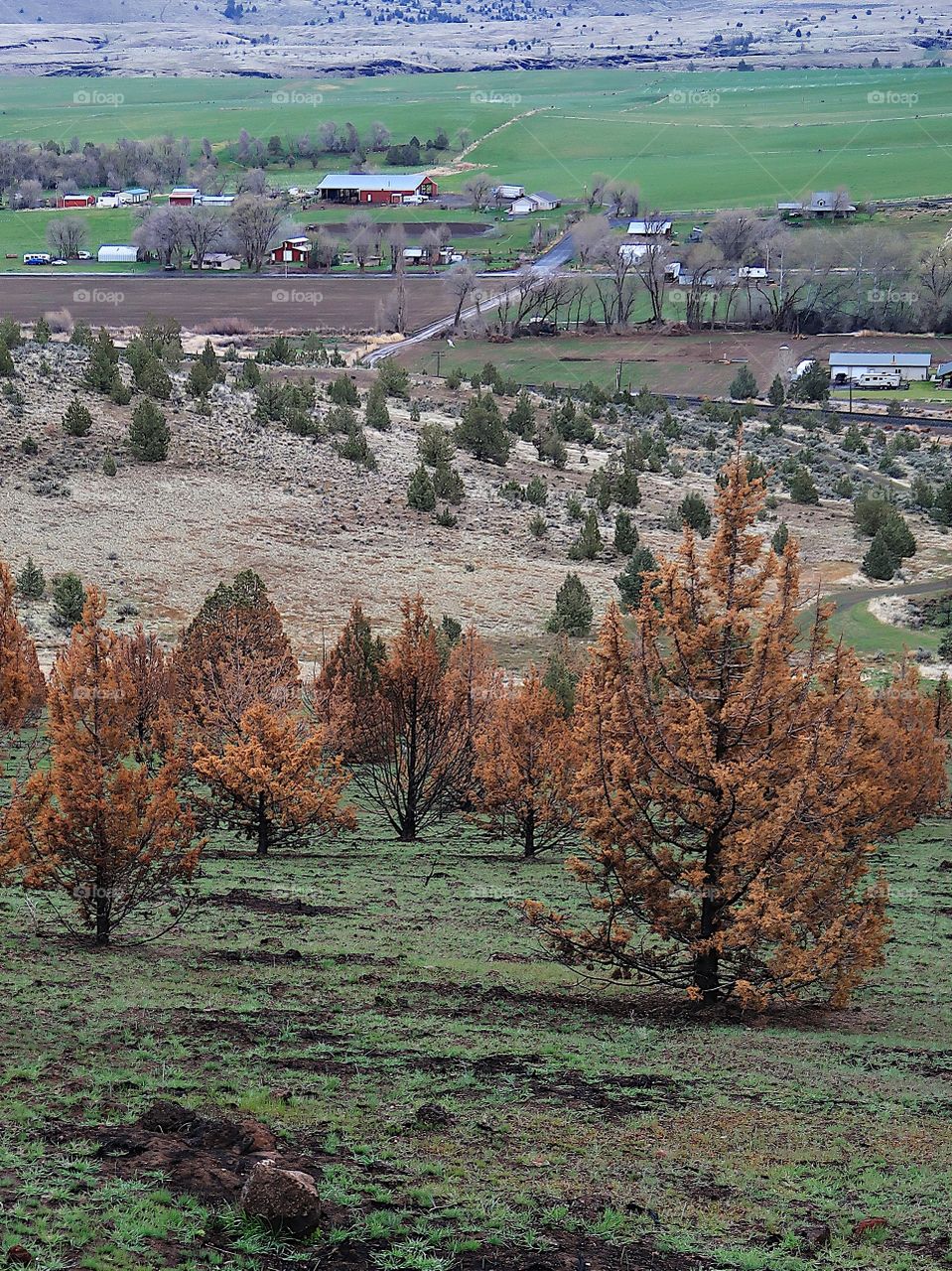 Juniper trees with brown needles and black trunks from a fire a year ago contrast with the bright green grass of spring on the hills above farmland in Central Oregon. 