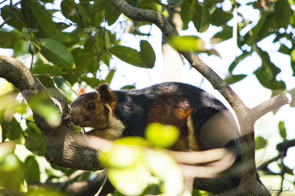 Malabar giant squirrel from Kerala
