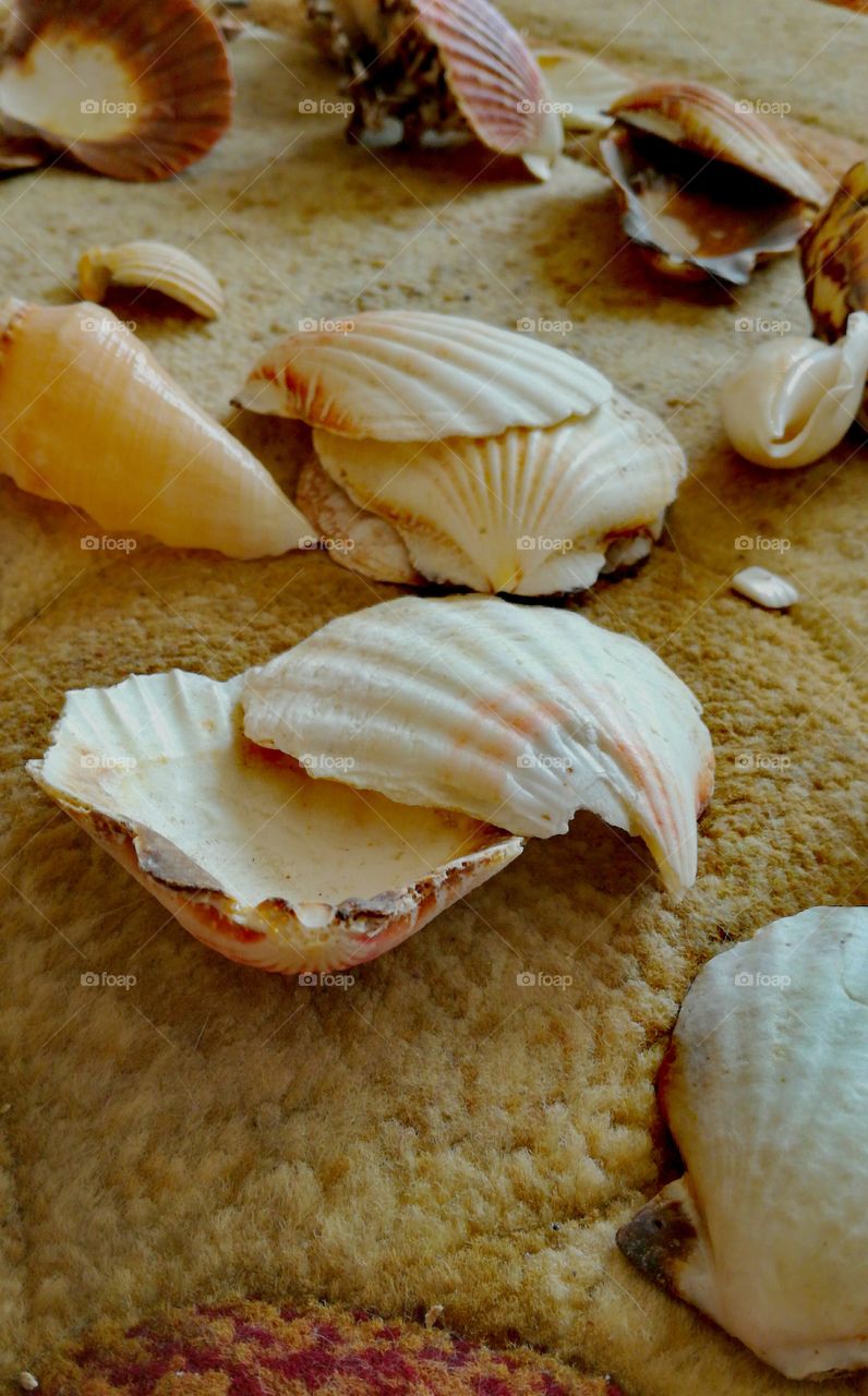 Seashell IV