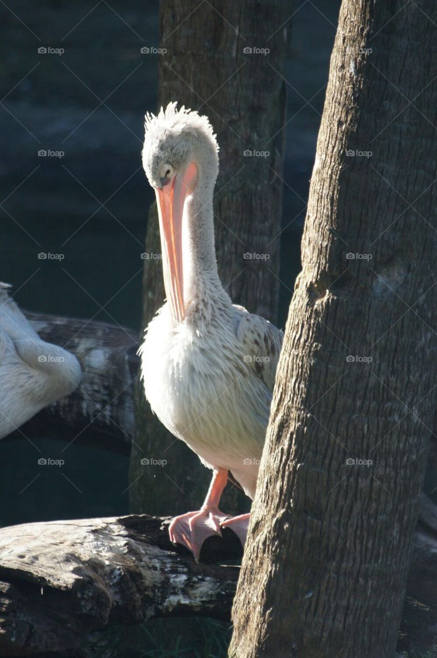Pink backed pelican