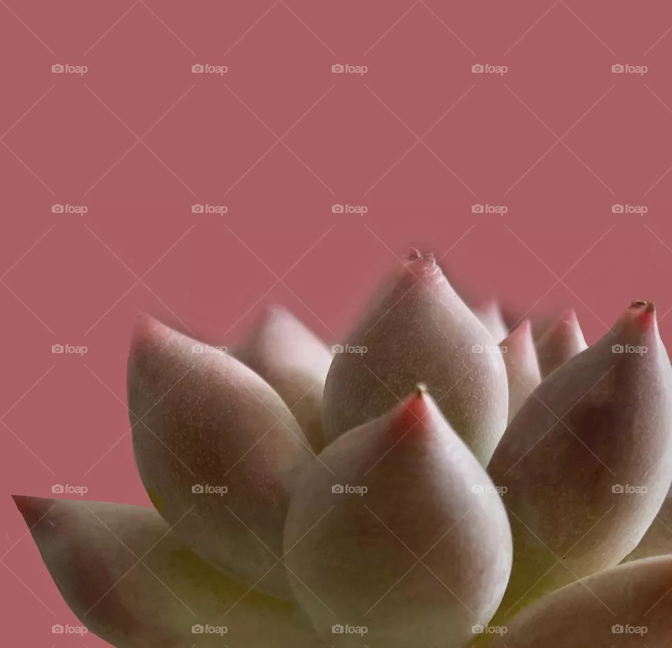 Backgrounds, copy space, succulent against pink background 