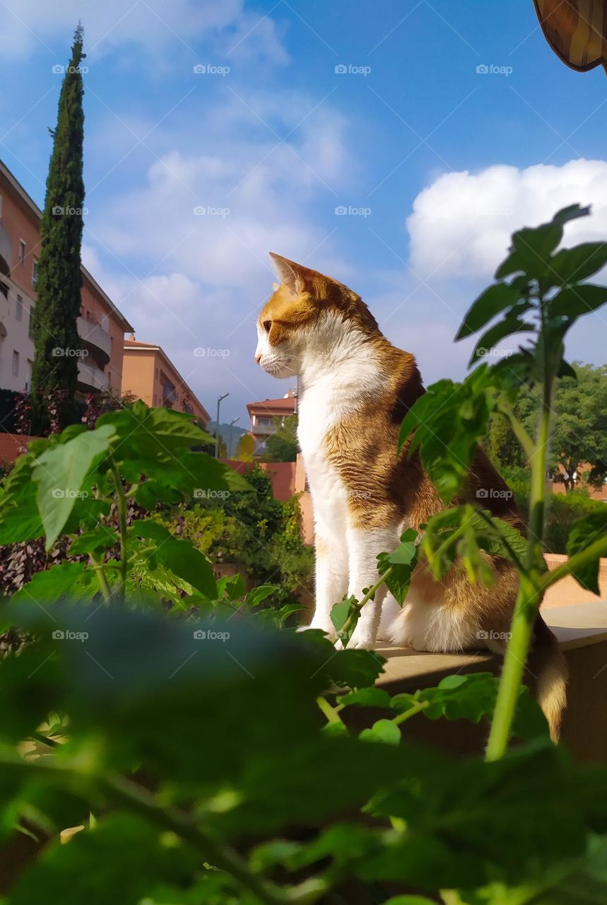 Cat at Balcony-Jungle