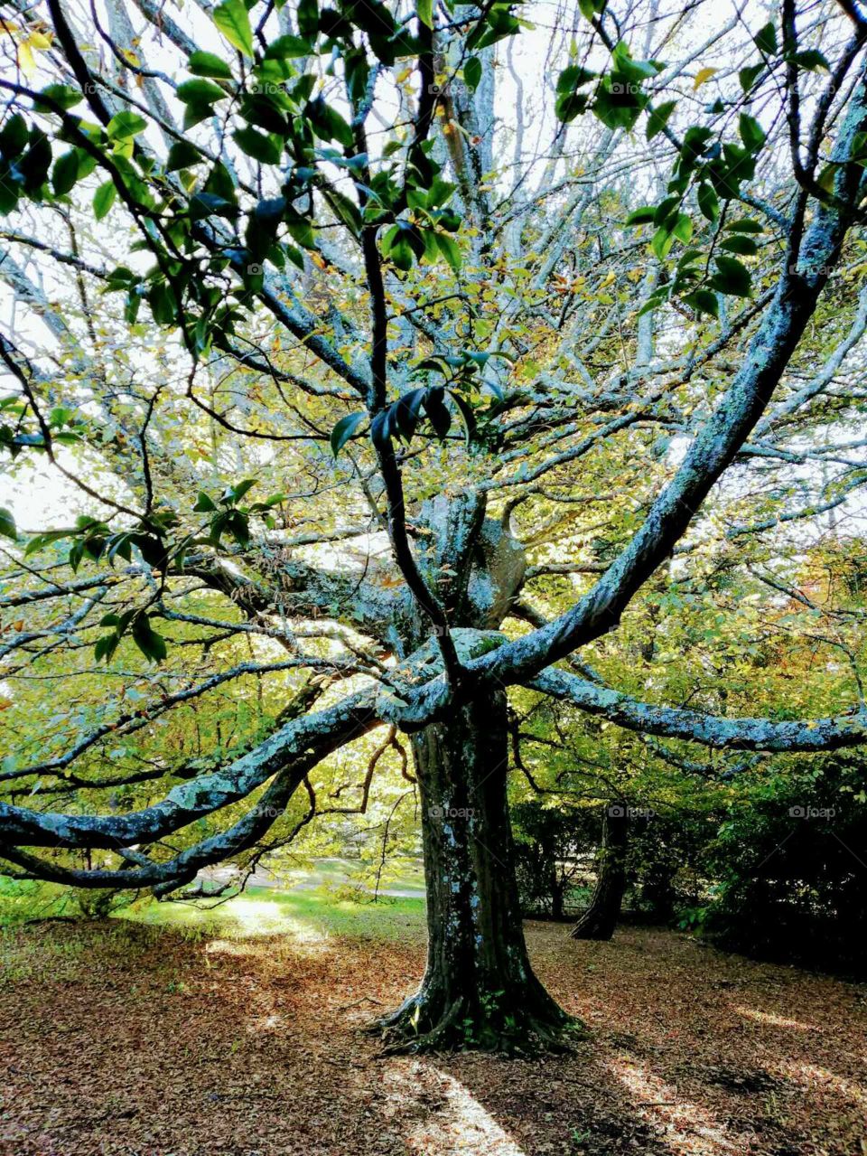 Autumn/Fall at The Porto Botanical Garden