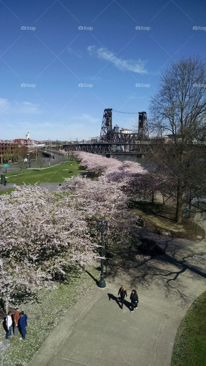 Cherry Blossoms