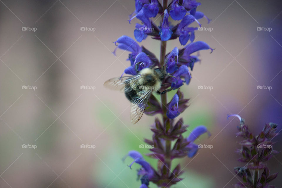 Bee in summer