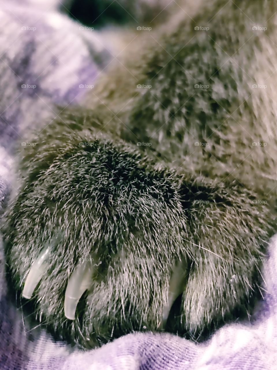 Cat's paw, with claws extended