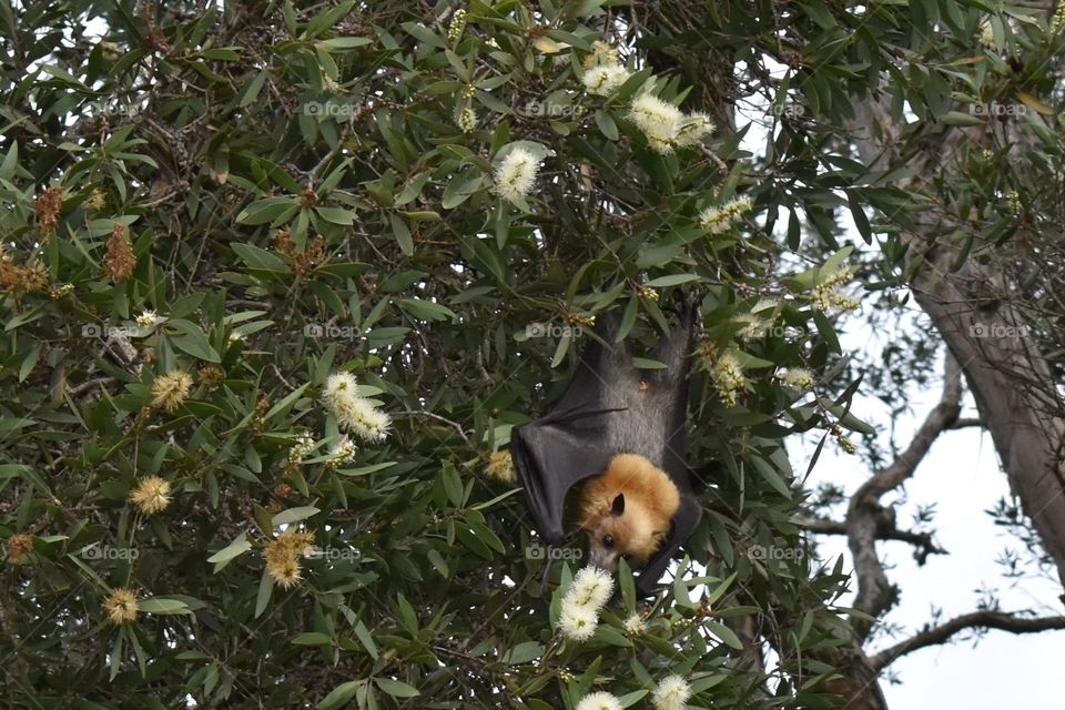 Flying Fox