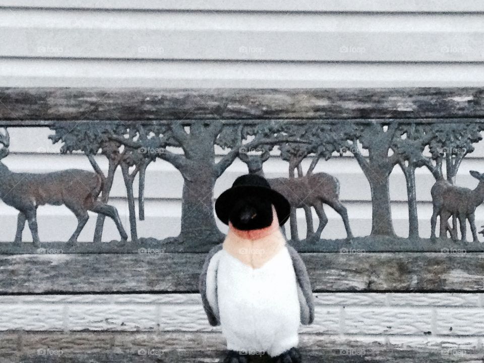 Penguin . Pinguen