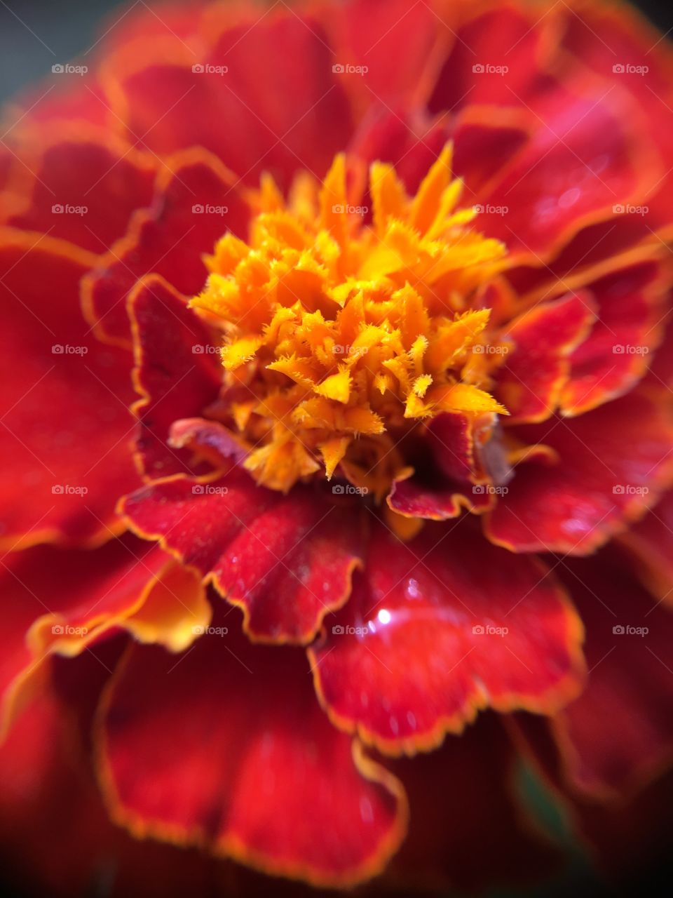 Macro shot of Marigold