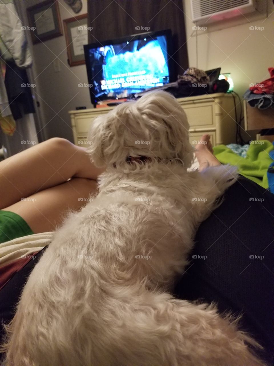 dog loves tv