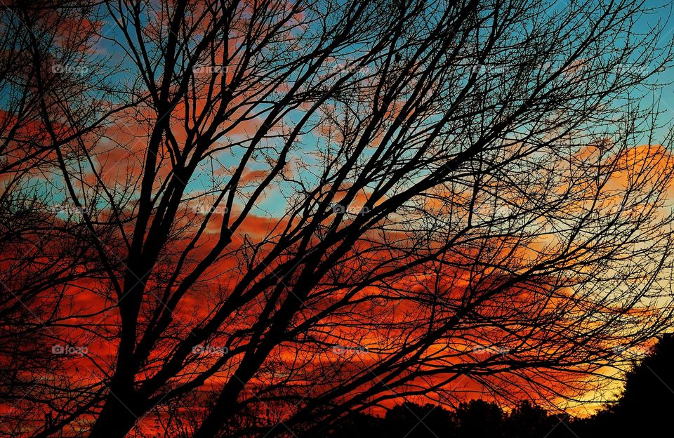 Silhouette of bare tree